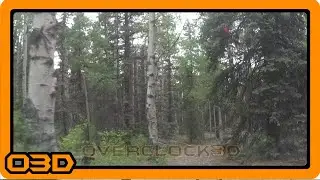 Running Trees in the National Forest