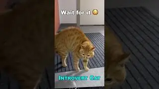 INTROVERT CAT Speak English  #cats #catfunny #talkingcats #shorts #introvert