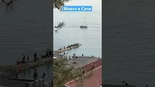 Мияги в Сочи