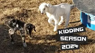It's kidding season! Baby Goats are everywhere!