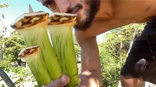 Hawaiian Taro Harvest: Lenalena