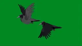 Thirst Crow on Green Screen Video | Crow Bird Flying on Green Screen | Thirsty Crow Green Screen.