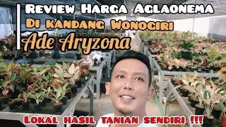 Reveiw Harga aglaonema Ade Aryzona Wa : 081297193935