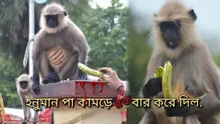 হনুমানের তাণ্ডব...Be Safe ! 🙉 #munkey #indrajitwithtina