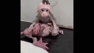 Baby monkeys wet rag and Mohawk are back!b 