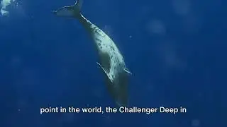 Dive into the Pacific: The World's Largest Ocean
