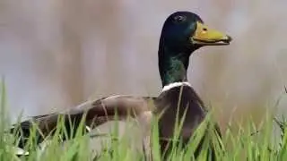 Duck