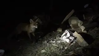 Ночной гость 2