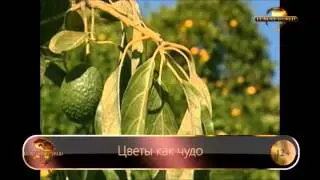 Цветы как чудо