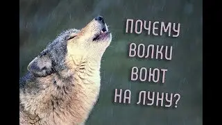 Почему Волки Воют На Луну? | Оборотень Или Волк