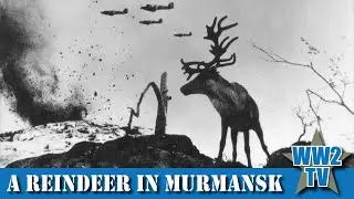A Reindeer in Murmansk - 1941