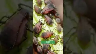Используй препараты для растений 