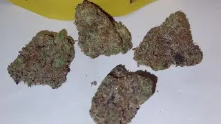 Lions Mane By Cookies Strain Review
