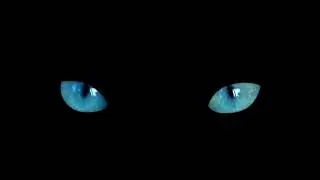 Dark Halloween Blue Cat Eyes #Animals #Cute #Dogs #Cats