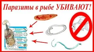 Fishing,parasites in fish,Fishing in the summer