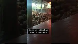 Durian murah, 2000 yang kecil#durian#mentawai#sikakap