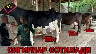 ШОМИРОДНИ БОЗОРИДА ШВЕД ОЛА СИГИРЛАР СУТЛАРИ КУПЛАРИ СОТИЛАДИ SOTILADIGON SIGIRLAR 17 апреля 2024 г
