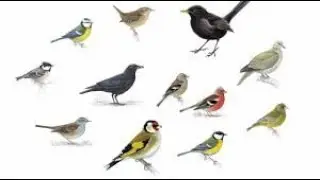 Mrs Robinson shares Birds Wingspans
