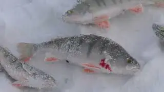 Открытие 2023 сезона! Лебяжье!