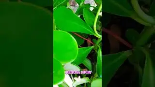 CLUSIA#erickaionnyplantas #mudas #plantas #riodejaneiro #como