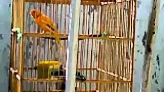 Kicau BURUNG KENARI Merdu