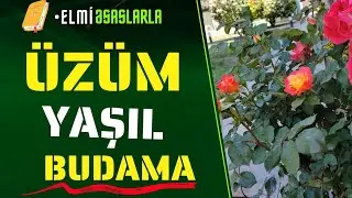 🍇 Üzüm yaşıl budaması ❓ |Budama qaydası📕#elmiəsaslarla  #bitkicilikalemi  #üzüm #budama #обрезка