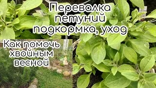 Перевалка петуний👩‍🌾🌸Как помочь хвойным весной🌲🌟