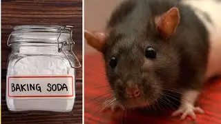 Killing rats with baking soda is the fast acting With  baking  soda