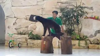 This bear must perform push ups in return for small morsels of food