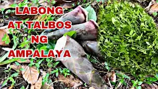 NAGHANAP NG MAGUGULAY SA GUBAT.