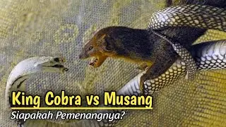 Merinding !!! Pertarungan Sengit King Cobra Versus Musang