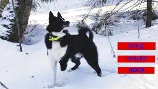Лайка сработала лося
