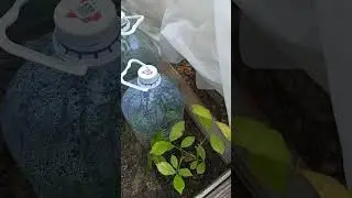 Розовый череночник: розы прошлого года и черенкованные в этом году.