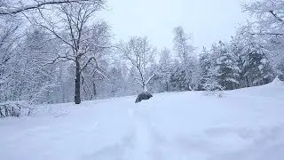 Снег