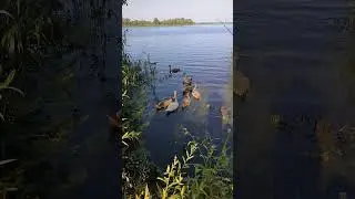 Припливла родина лебедів...
