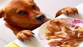 Xiaopang - The Chinese Dog That Loves Roasted Duck