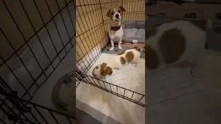 Джек Рассел терьер.