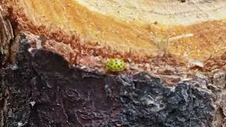 Жёлтая Божья Коровка