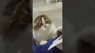 Мишка - читака, приснился сон 😜🙃