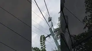 Australian parrots near Westmead Hospital