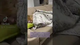 Лінь чи амбіції ?)