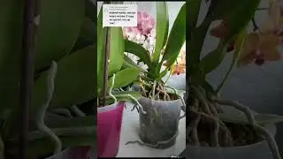 Орхидея не собирается цвести. Па-маа- гиии- тееее!!! 