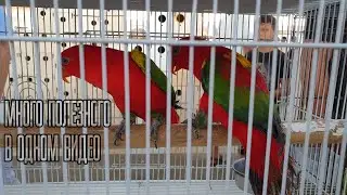 Тошкент қуш бозори:10.07.2021II ТАШКЕНТ ПТИЧИЙ РЫНОК II THE BIGGHEST BIRD MARKET(FUNNY ANIMALS)