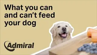 What you can and can't feed your dog | AdmiralUK