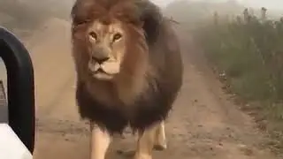 Шикарный лев опасно близко подошел к туристам...