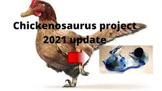 Chickenosaurus project 2022