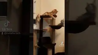 Морда рыжая. Ты что меня обижаешь?