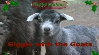 A GIGGLE with the GOATS Jingle Bells Holiday Performance