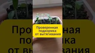 Проверенная подкормка от вытягивания 