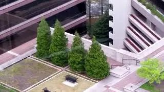Dancing Trees